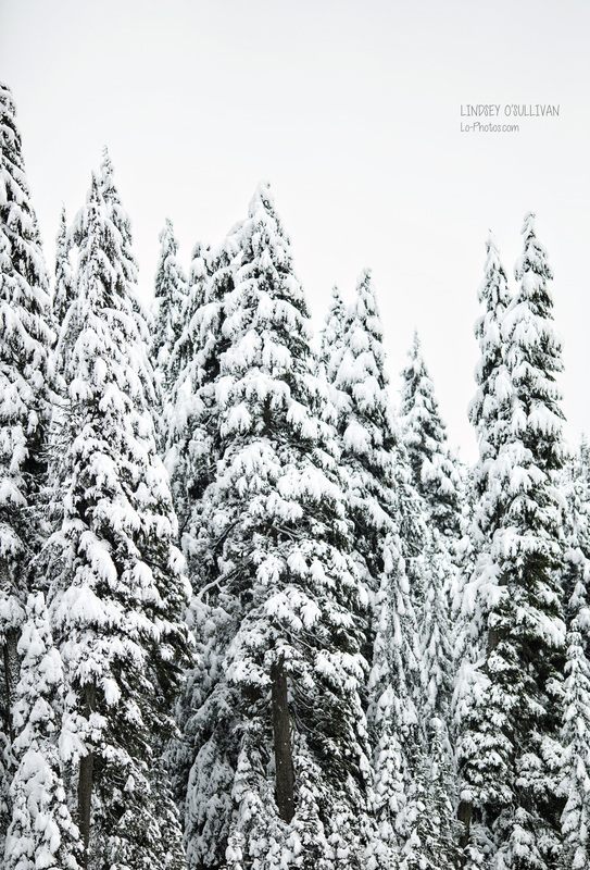 Winter mountain landscape at Snoqualmie Pass, Washington.