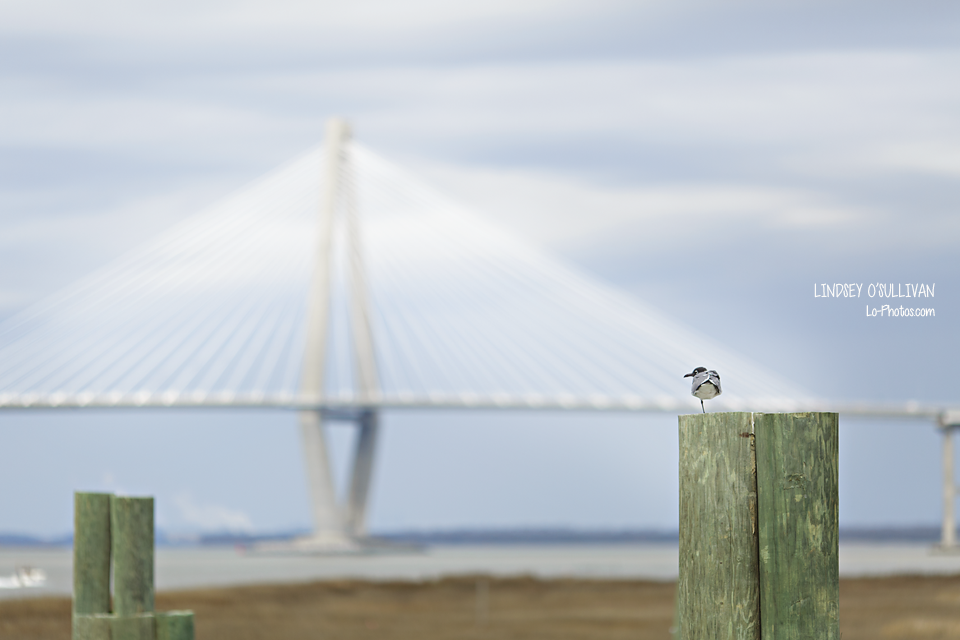 The Ravenel Bridge framed alongside the USS Yorktown in Charleston
