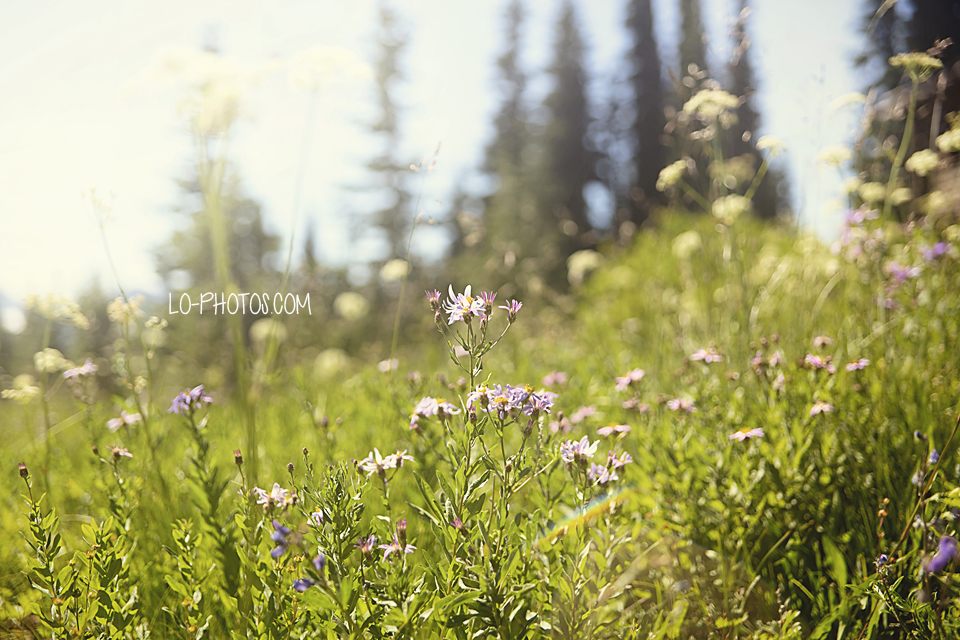 Misty view of Mt. Rainier National Forest during an August Washington road trip