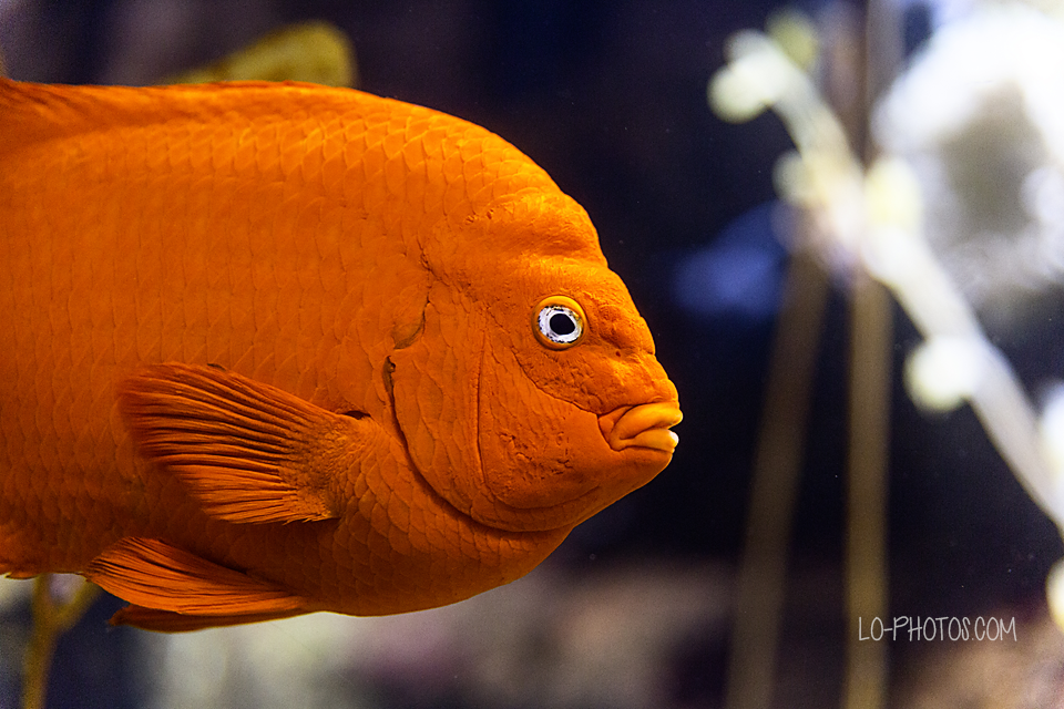 Bright coral reef display inside the Omaha Zoo & Aquarium
