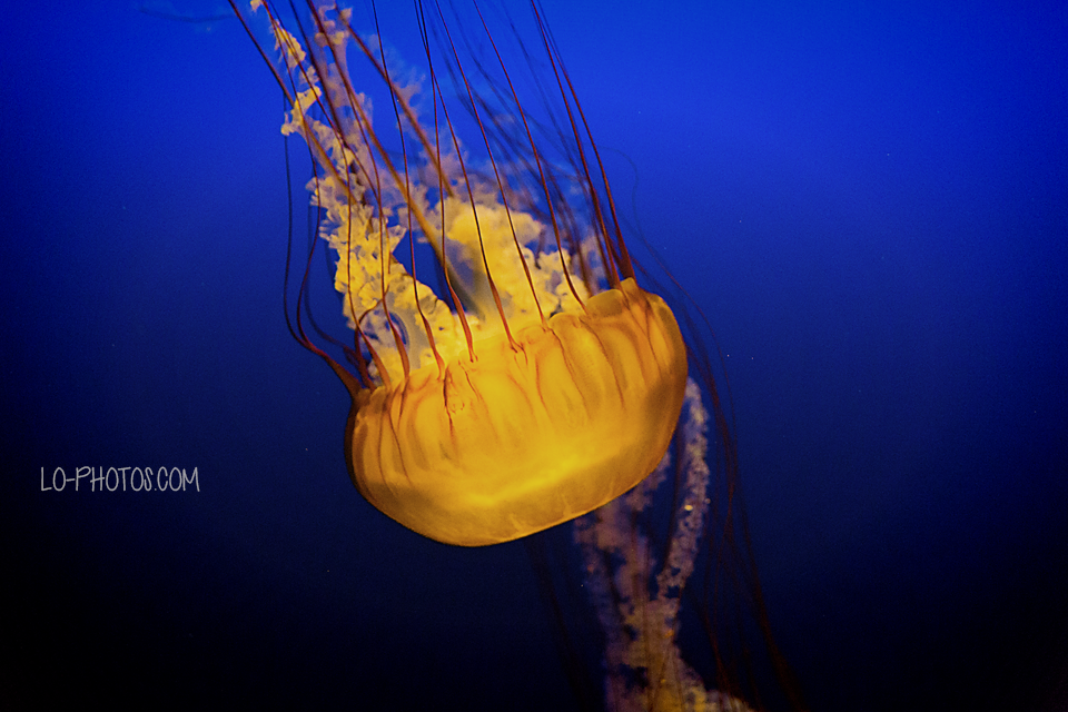 A favorite frame from a day spent exploring the Omaha Zoo & Aquarium