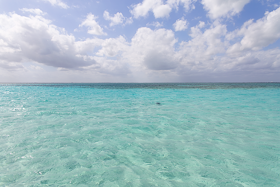 Sea turtle swimming in the clear waters off Grand Cayman