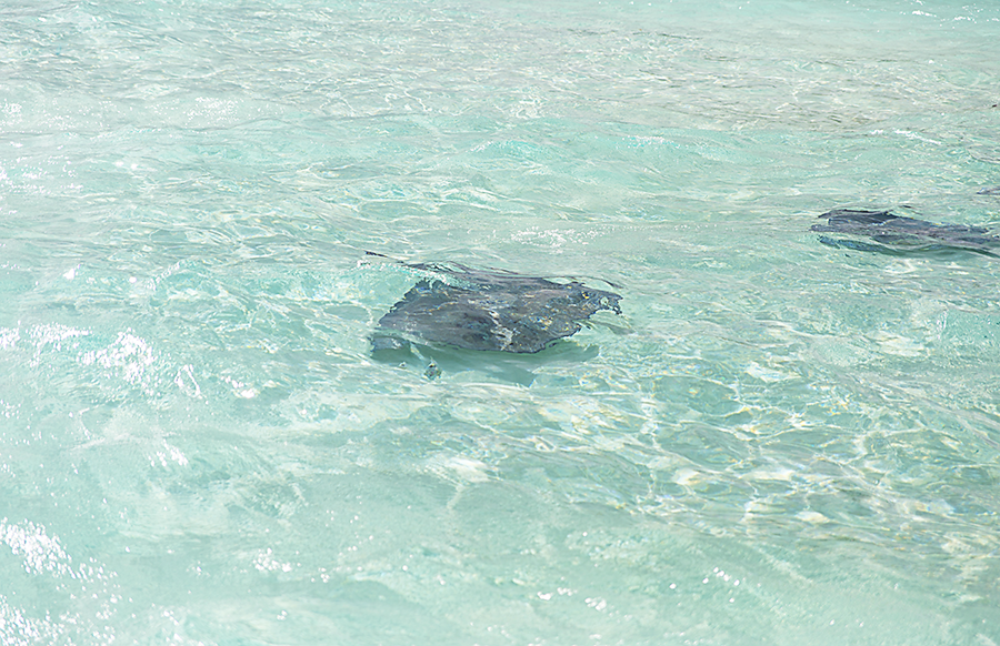 Turquoise water and sandbar at Stingray City, Grand Cayman
