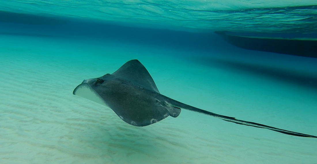 Snorkeling with sea turtles in the waters of Grand Cayman