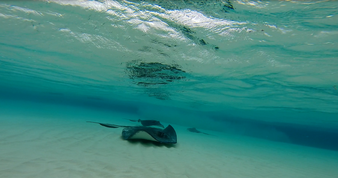 Sea turtle swimming in the clear waters off Grand Cayman