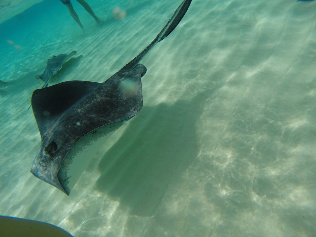 GoPro underwater shot of a stingray in Grand Cayman