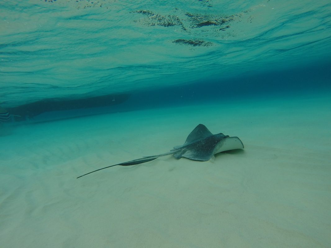 Turquoise water and sandbar at Stingray City, Grand Cayman