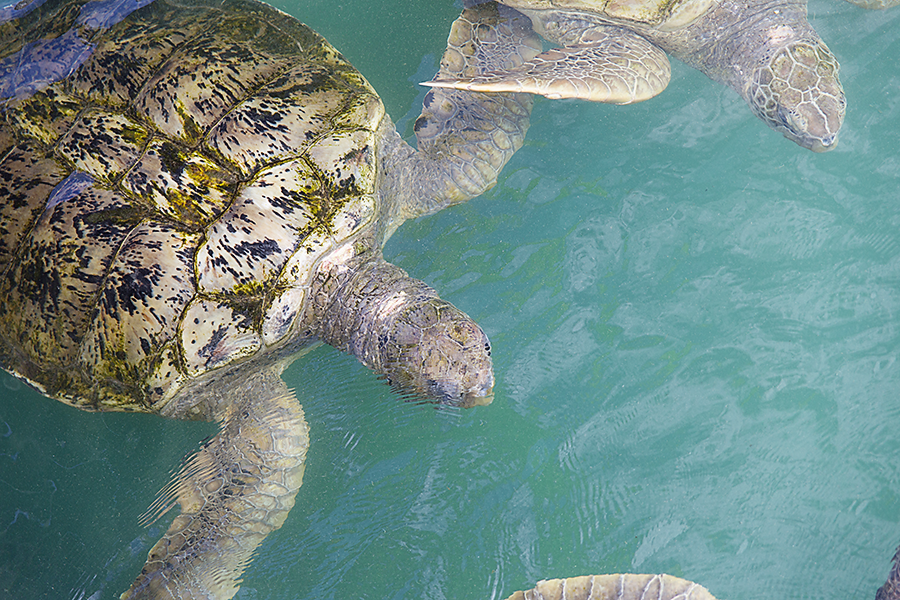 Snorkeling with sea turtles in the waters of Grand Cayman