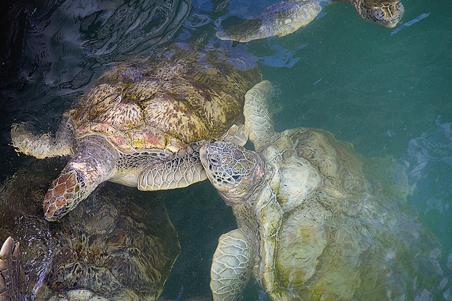 Standing waist-deep in the ocean at the Stingray City sandbar