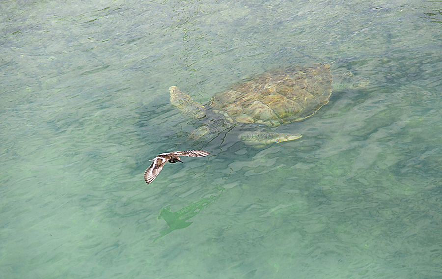 Sea turtle swimming in the clear waters off Grand Cayman