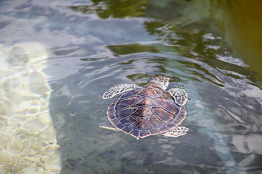 Snorkeling with sea turtles in the waters of Grand Cayman