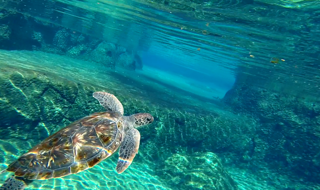 Snorkeling with sea turtles in the waters of Grand Cayman