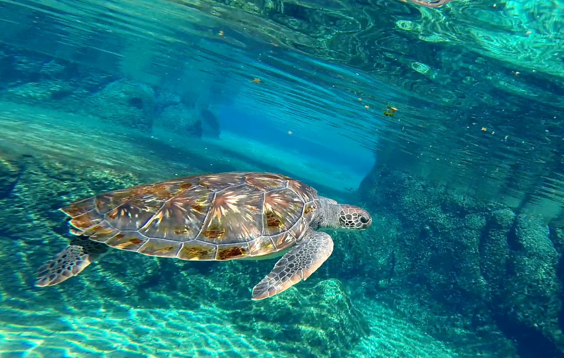 Stingrays swimming at Stingray City sandbar in Grand Cayman