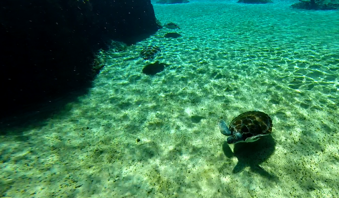 Standing waist-deep in the ocean at the Stingray City sandbar