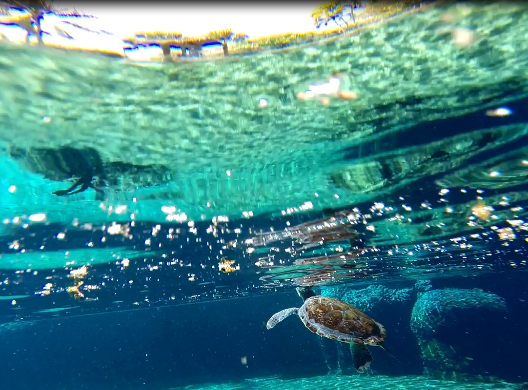 Sea turtle swimming in the clear waters off Grand Cayman