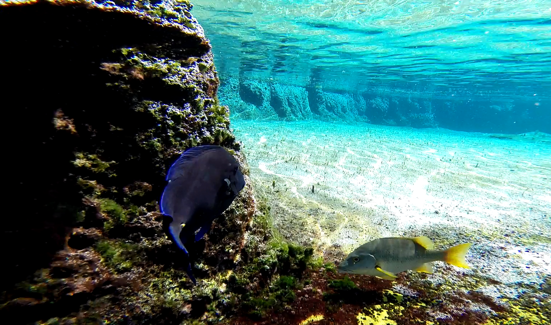 GoPro underwater shot of a stingray in Grand Cayman