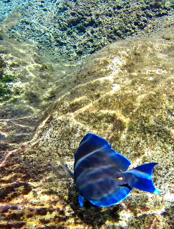 Turquoise water and sandbar at Stingray City, Grand Cayman