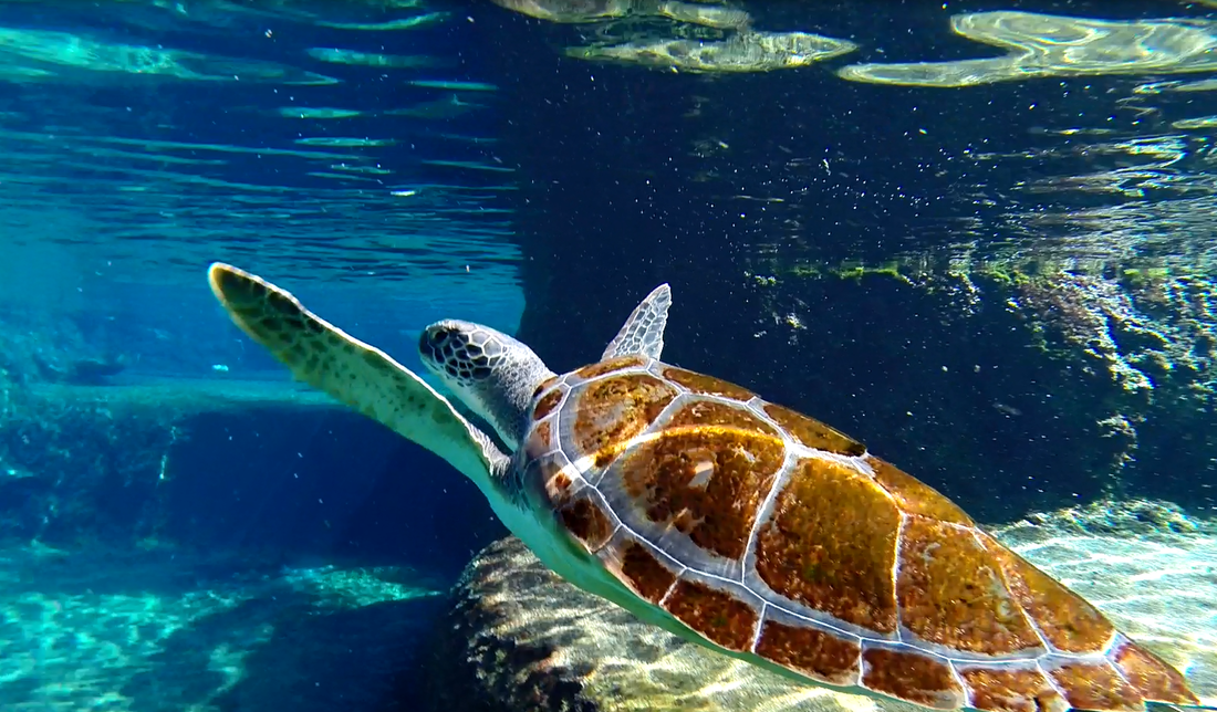 Snorkeling with sea turtles in the waters of Grand Cayman