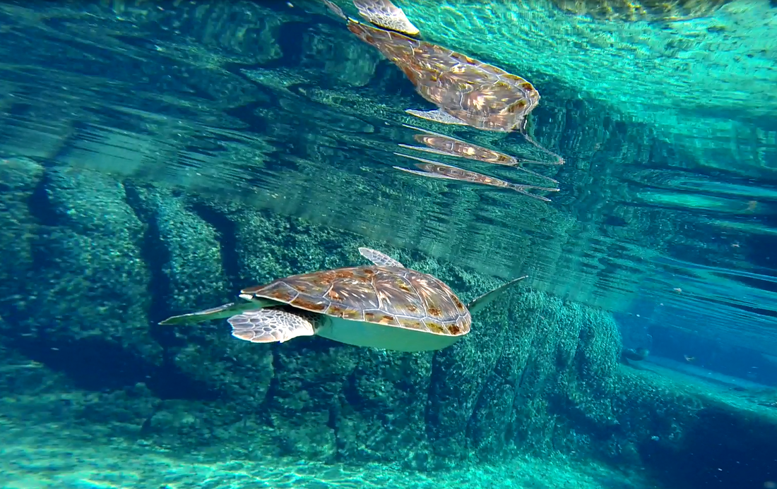 Stingrays swimming at Stingray City sandbar in Grand Cayman