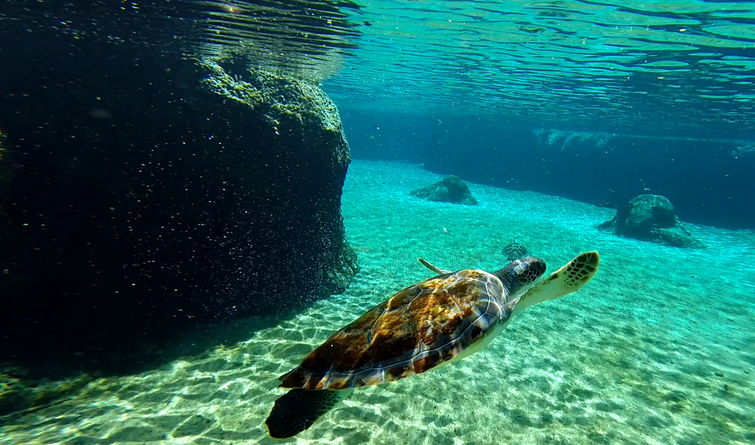 Standing waist-deep in the ocean at the Stingray City sandbar