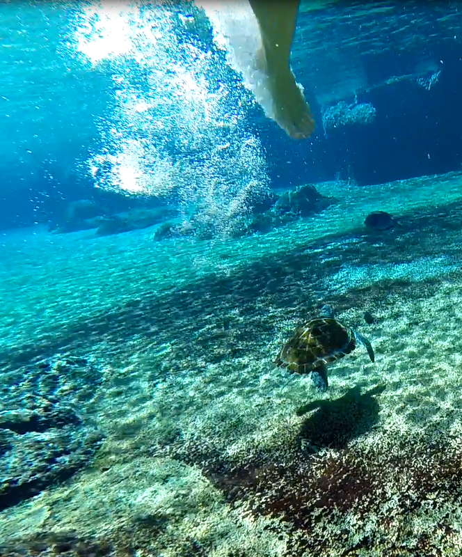 Sea turtle swimming in the clear waters off Grand Cayman