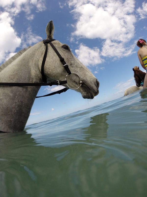 Horses splashing through the surf during a beach ride in Jamaica