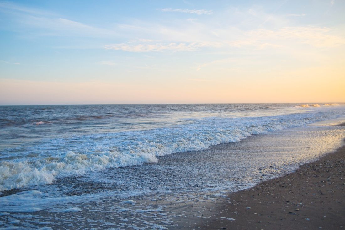 Photo of driftwood and shells along the sand in Edisto Island, South Carolina