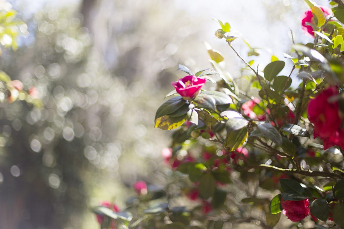 Sprawling garden views at Middleton Place, Charleston area