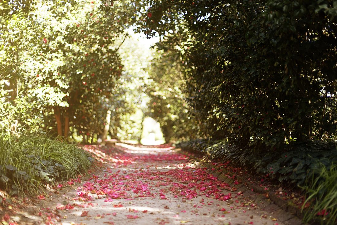 Wide view of the historic Middleton Place gardens