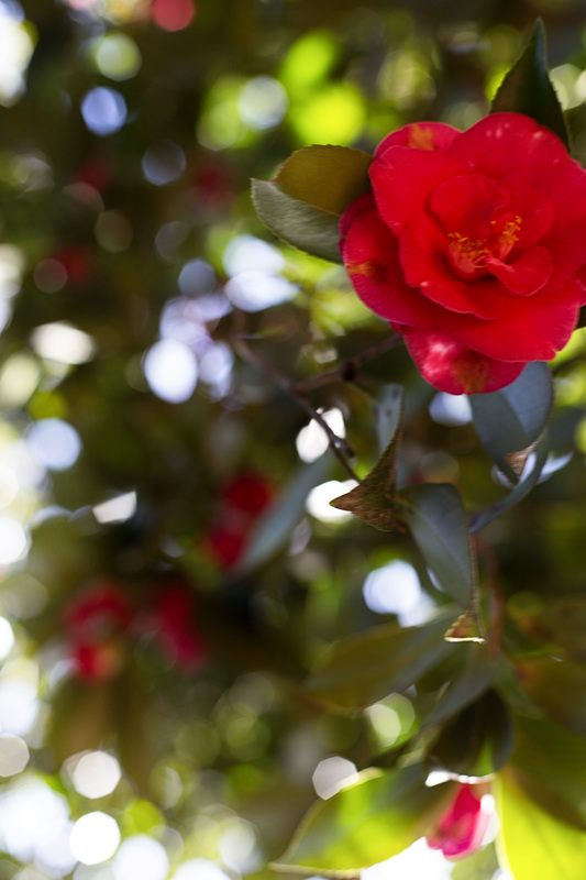 Blooming plants along a path at Middleton Place