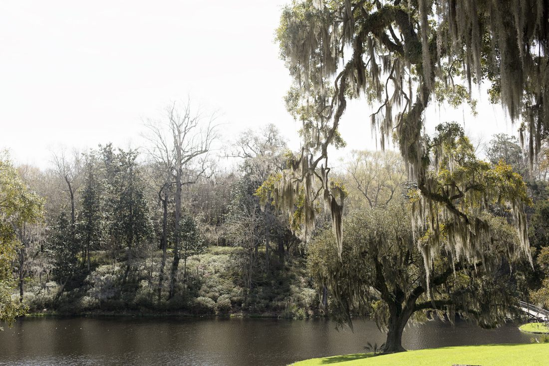 Peaceful garden view captured after a styled photo session at Middleton Place
