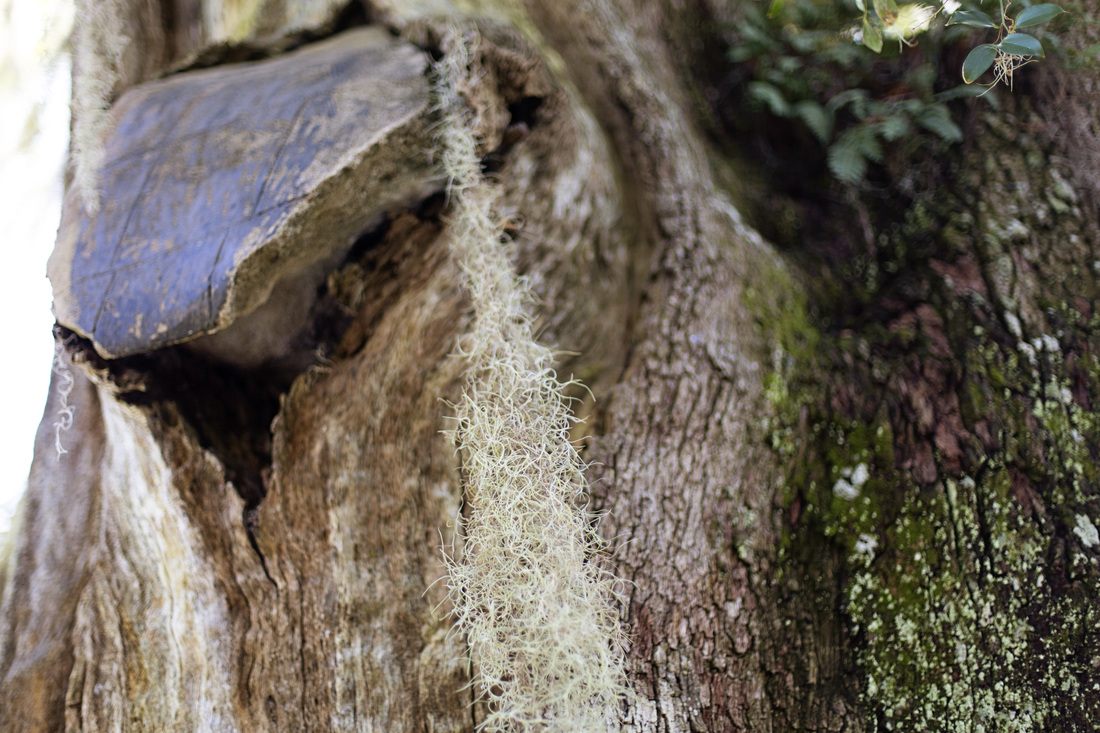 Garden detail shot from a solo wander at Middleton Place