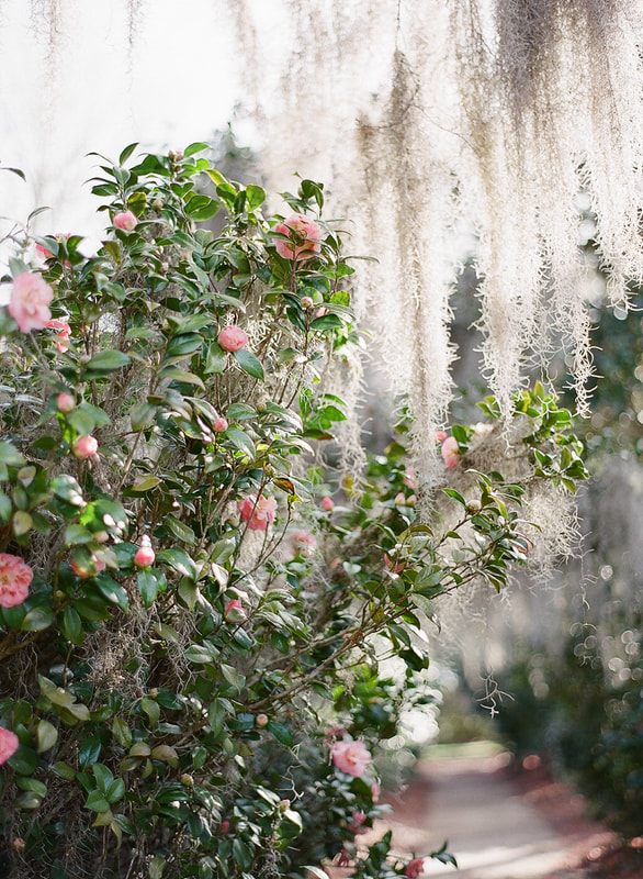 Styled bridal shoot among Middleton Place's historic gardens.