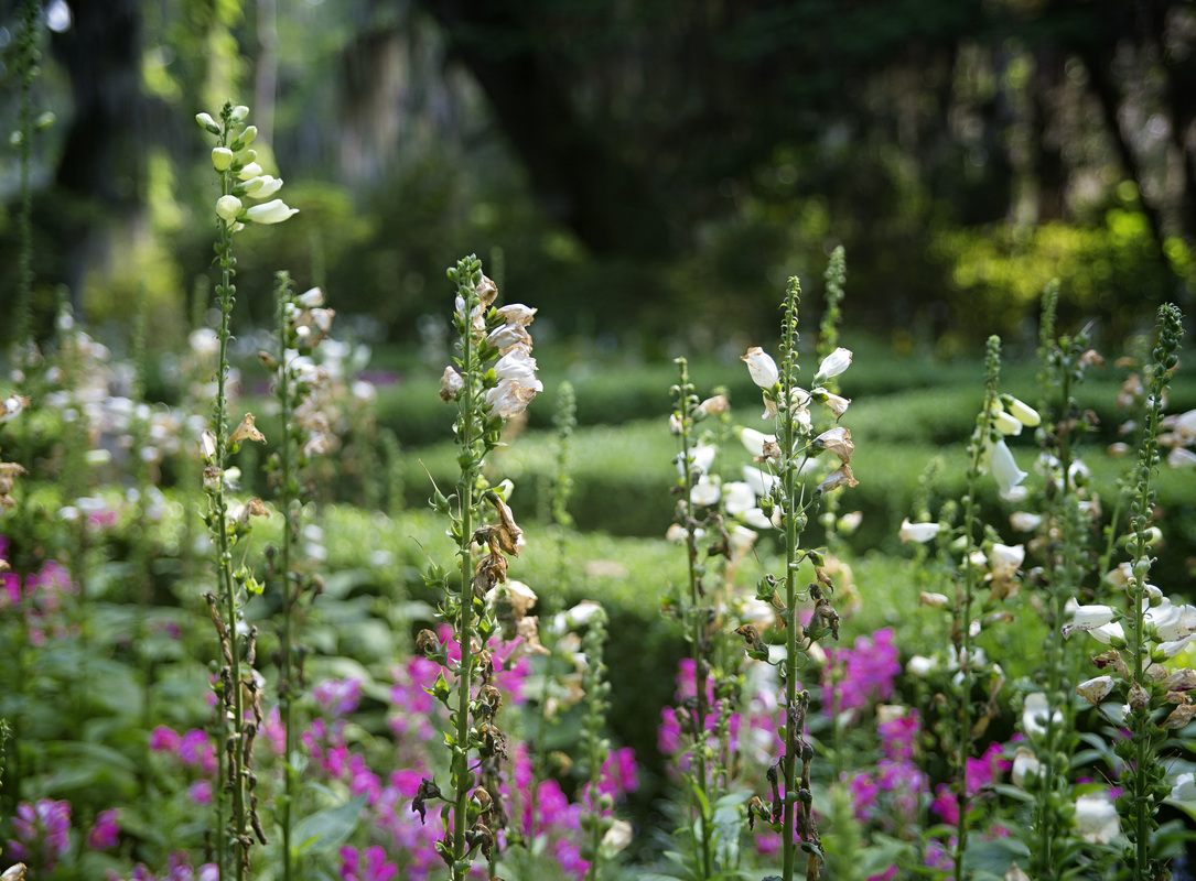 Wide view of the gardens at Magnolia Plantation, South Carolina