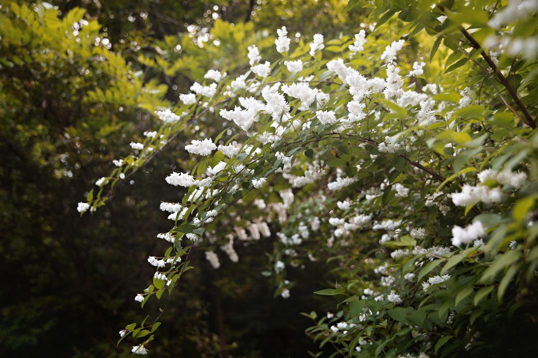 Quiet corner of Magnolia Plantation's romantic Lowcountry gardens