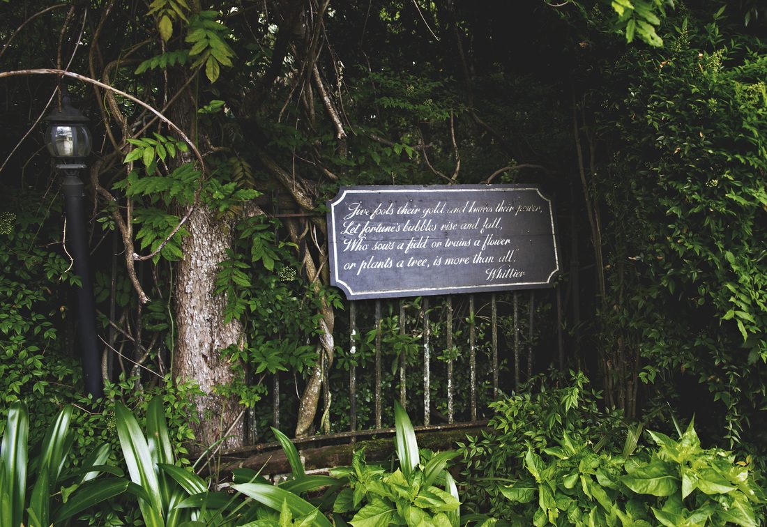 Lush greenery and blooms at Magnolia Plantation, Charleston