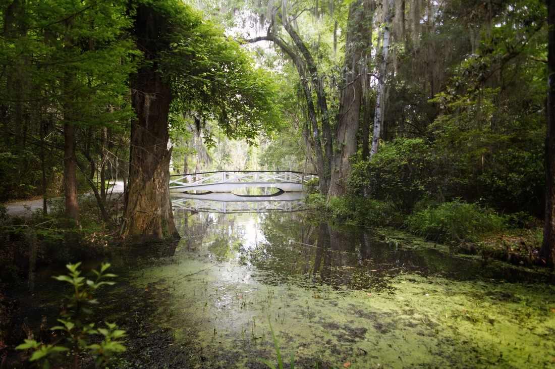 Afternoon light filtering through the trees at Magnolia Plantation