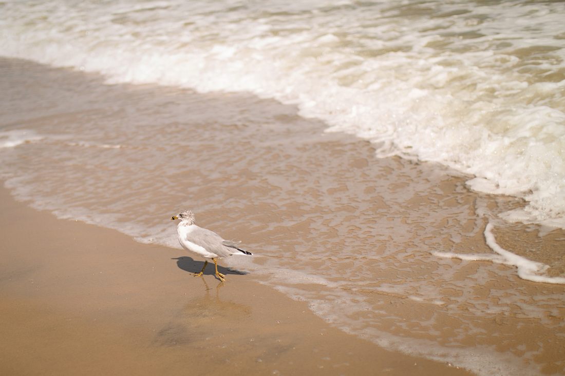 Seagulls flying over the beach at Ocean City, Maryland
