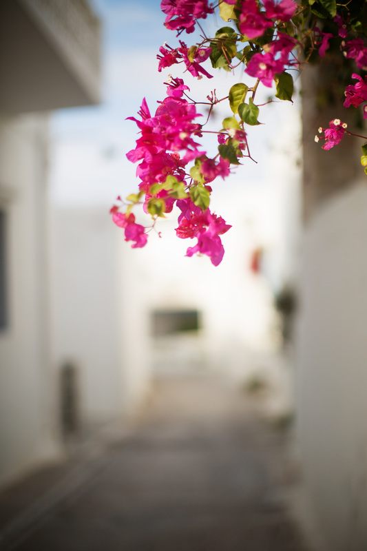 Whitewashed streets lined with pink flowering trees on Paros, Greece