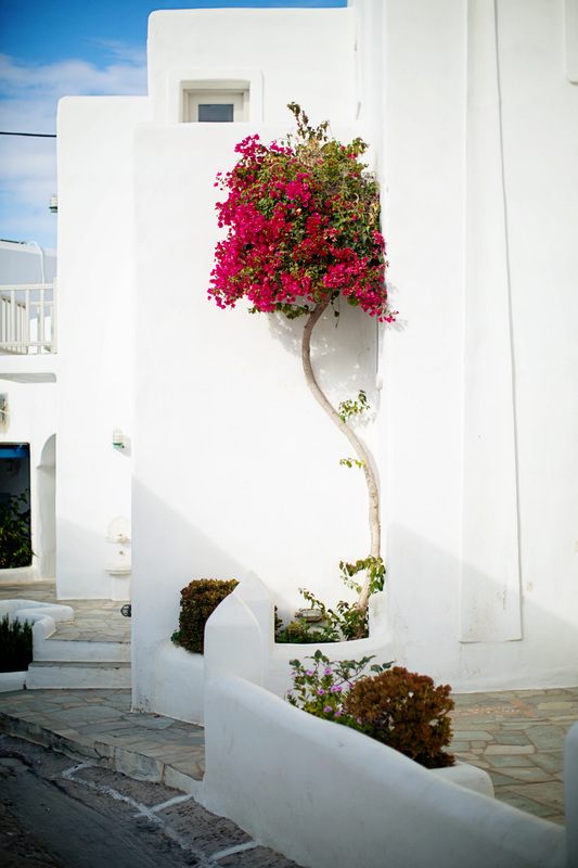 A friendly local cat resting on a stone wall in Paros