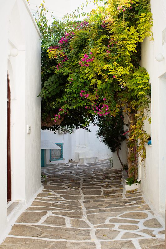 Kittens playing along a whitewashed street in Paros