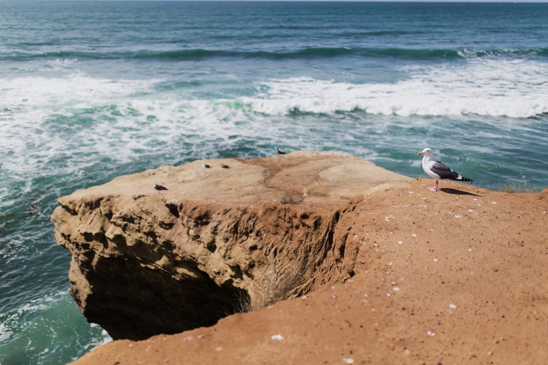 Sea lions resting on the rocks in La Jolla Cove