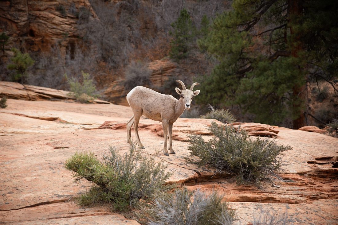 Towering canyon walls at Zion National Park, Utah