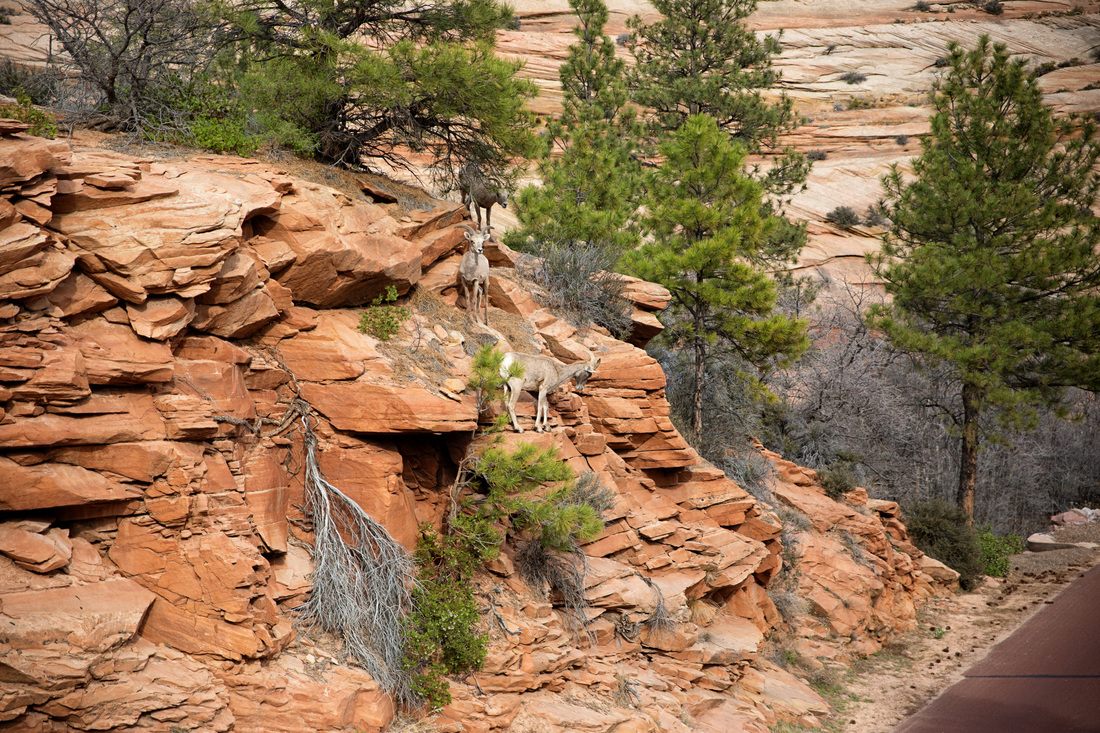 Red rock cliffs rising above the trail at Zion National Park