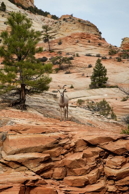 A wide view of Zion Canyon from one of the park's overlooks