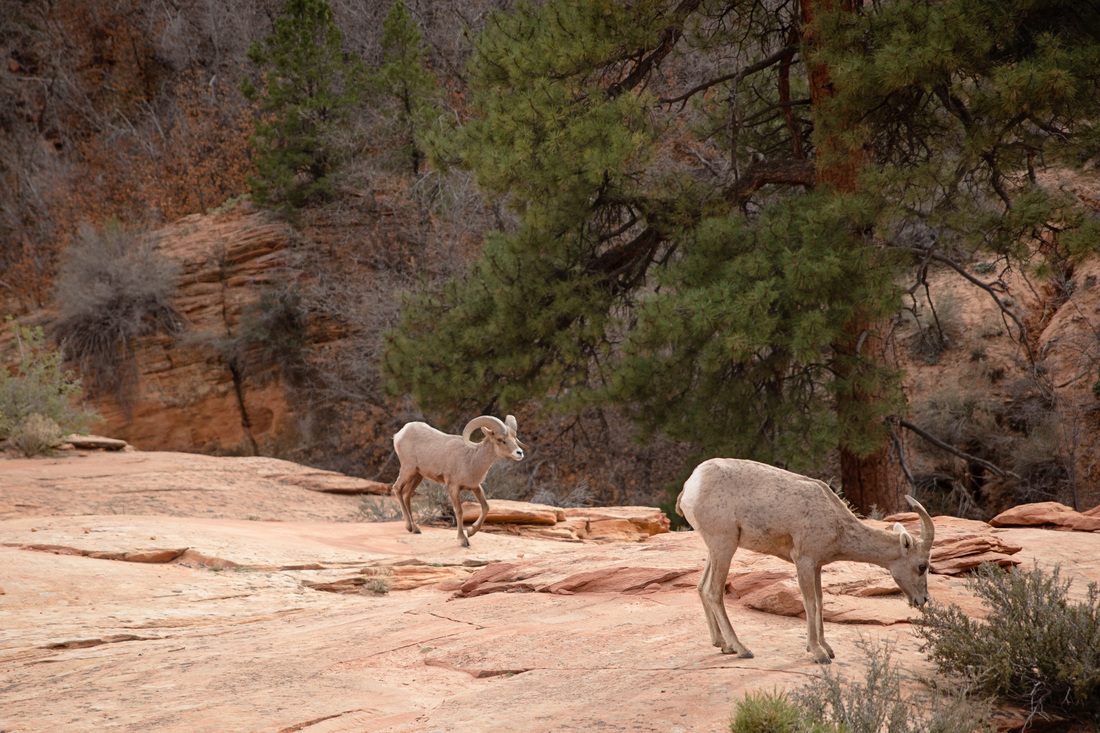Desert light hitting the canyon walls at Zion National Park