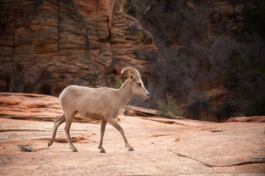 Towering canyon walls at Zion National Park, Utah