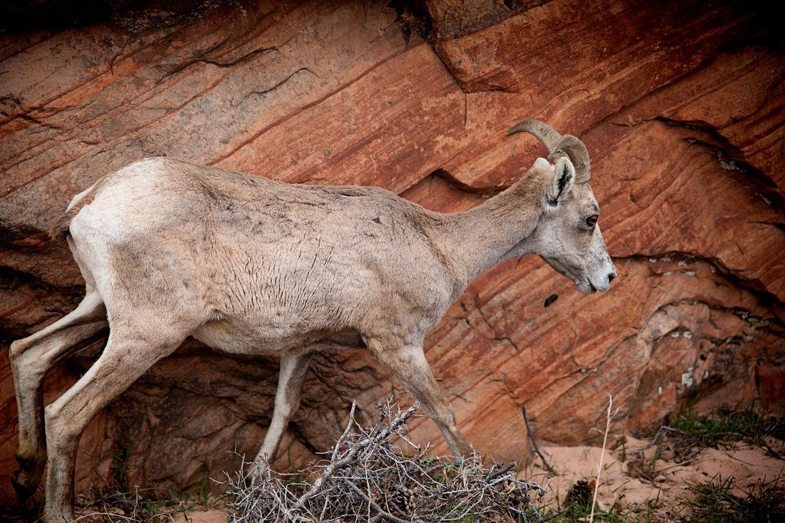 Red rock cliffs rising above the trail at Zion National Park