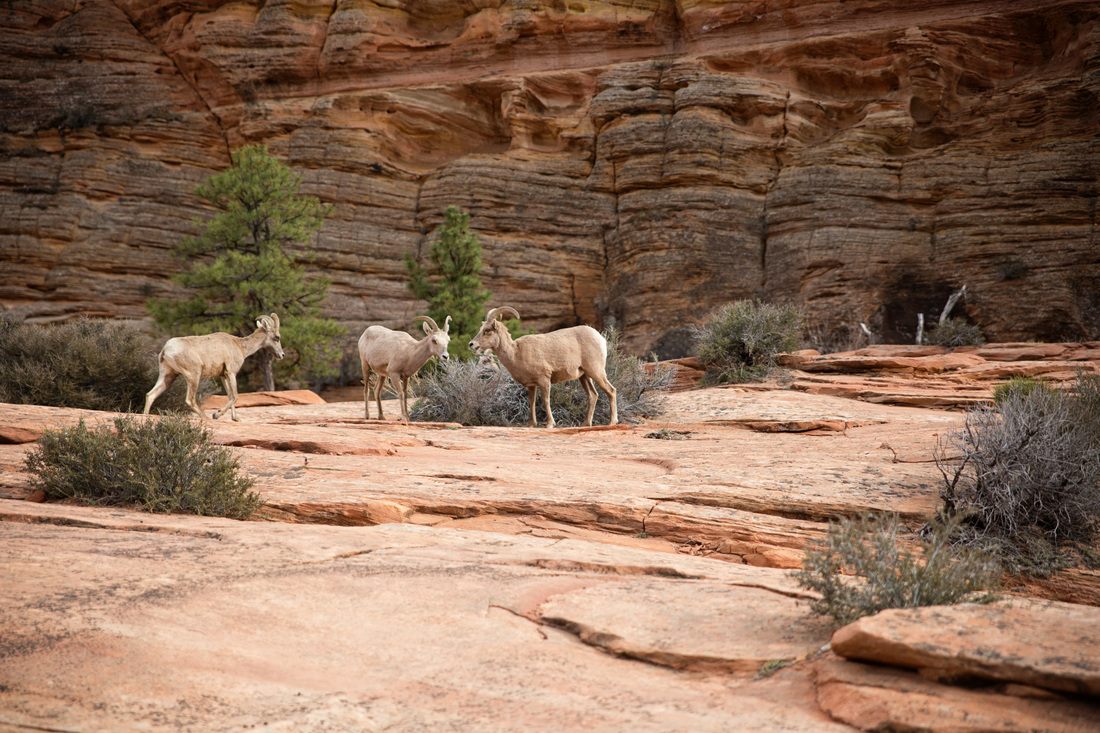 A wide view of Zion Canyon from one of the park's overlooks