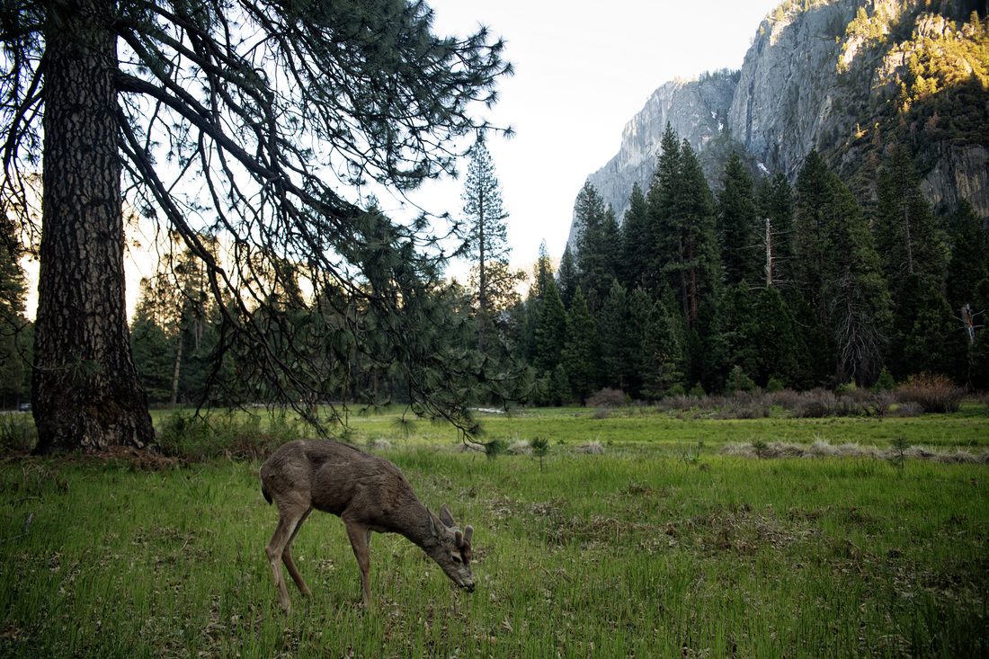 A quiet hiking trail through Yosemite National Forest